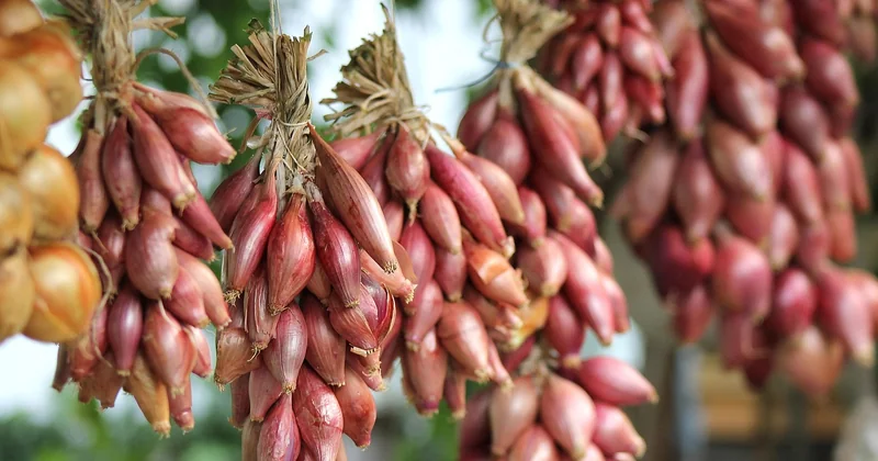 Bacs, kits et potagers sur pied : que choisir vraiment