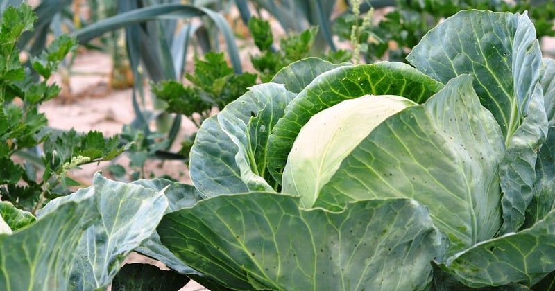 Créer un jardin potager sur un petit balcon : 7 astuces qui changent tout